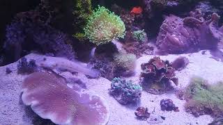 морской аквариум - бычок валансьенн красноточечный.