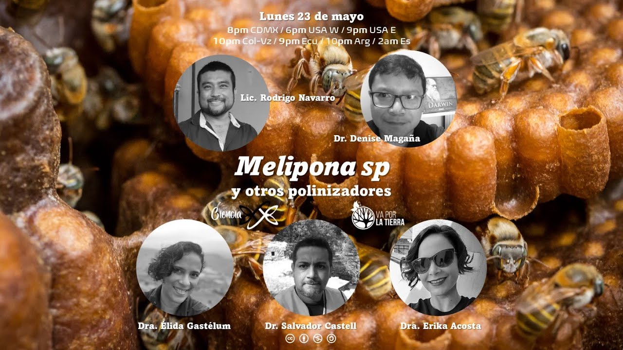 CIENCIA XXY: Melipona sp y otros polinizadores