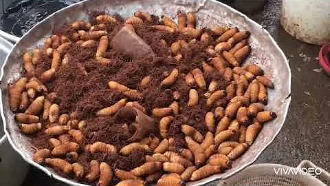 Let's cook Maggots today. Palm Weevil, Tumbu, Le Foss