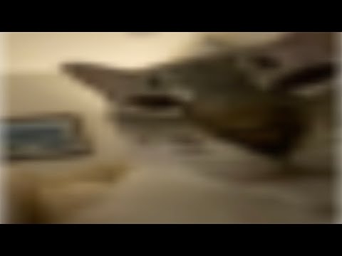 cat sniffs you, spins, then explodes