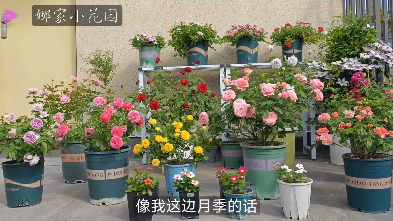 月季越精心照顾越长不好？你肯定是踩了照顾过度的坑了You must have stepped into the pit of overcare