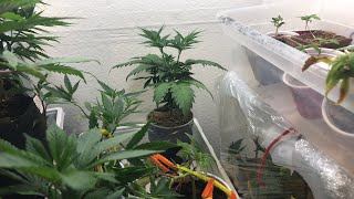 Tuesday afternoon update from the Veg