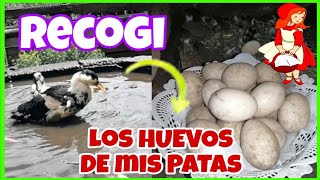 MUCHOS HUEVOS DE PATAS🥚... LOS PATOS PEKIN  ya están grandes disfrutan del agua...🦆