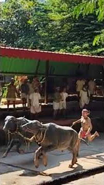 misaalaa pilla#south #bangluru #travel