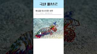 복싱을 마스터한 새우