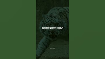 story wa macan putih
