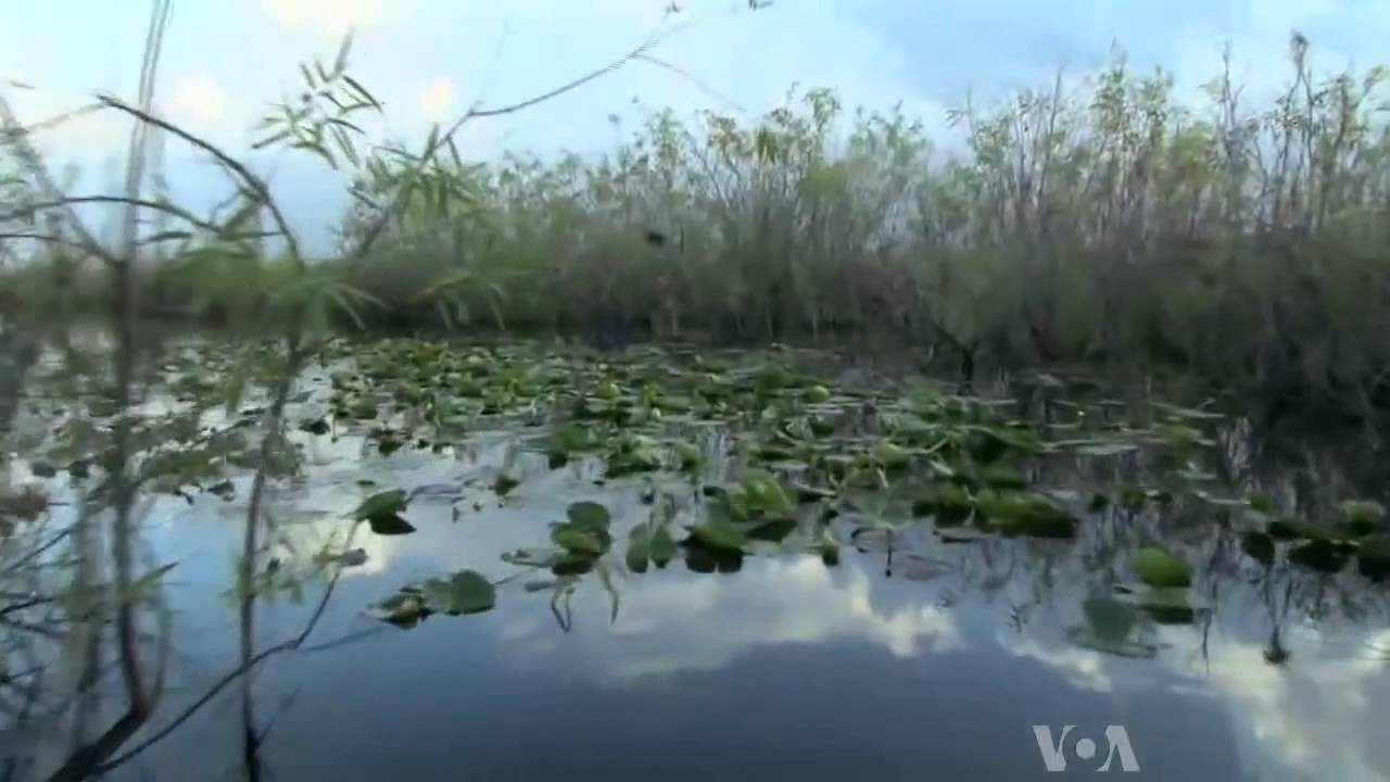 Voices of America Bill Alvarez, Everglades Guide camera iphone 8 plus apk