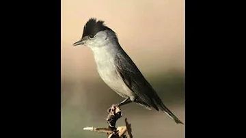 صوت عصفور التين السقلين الخوري و الشماس للصيد ٢٠٢٣ 