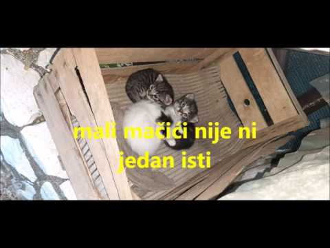 Video: Kako Mačića Odviknuti Od Usranja Na Pogrešnom Mjestu