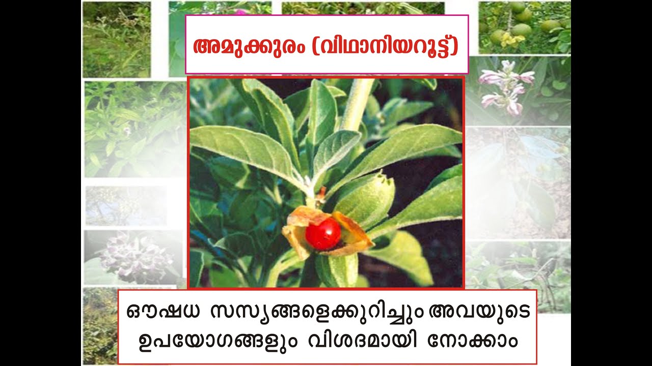 Medicinal Uses Of Amukkuram Plant In Malayalam medicinal-uses-of-amukkuram-plant-in-malayalam
