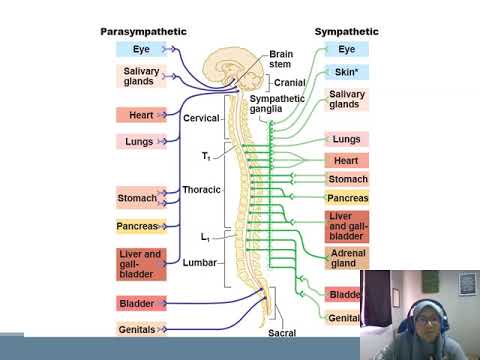 THE AUTONOMIC NERVOUS SYSTEM - YouTube