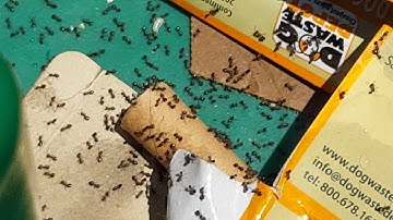 Ant colony in trash bin