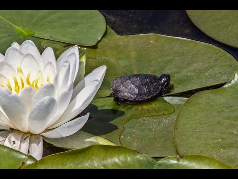What To Do If Your Turtle Has Swollen Eyes?