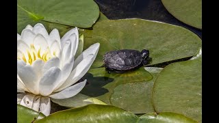 What To Do If Your Turtle Has Swollen Eyes?