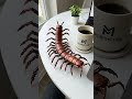 A compact device transforms into a flexible mechanical moray eel with smooth segmented motion.#ai