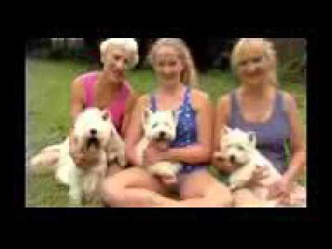 Вест хайленд уайт терьер, все породы собак, 101 dogs. Введение в собаковедение.