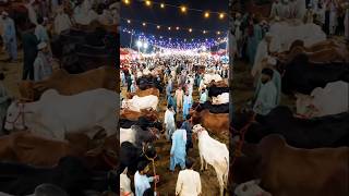 Colorful Eid ul Adha Cow Market ✨ | Cinematic Islamic Festival Vibes