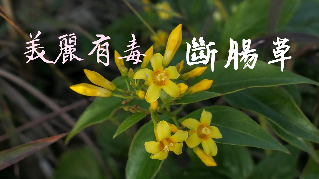 鈎吻(胡蔓藤、斷腸草)，Gelsemium elegans 為馬錢科植物鈎吻的全株或其任何部份。古書有云：「三葉可斷腸，死於冷水投杯之間！可見 ...
