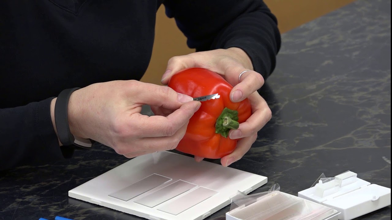 Episode 2: Red pepper wet mount