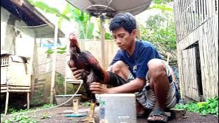 Membentuk otot ayam muda dengan cara ini dijamin ampuh