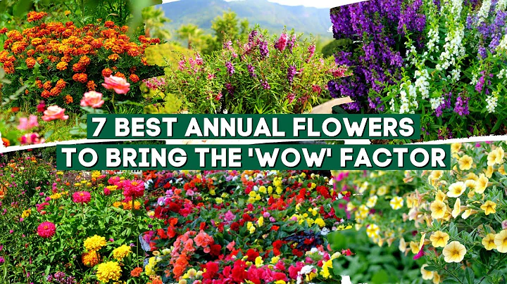 7 Best Annual Flowers and Plants to Bring the 'Wow' Factor 🌻✨🌹 - DayDayNews