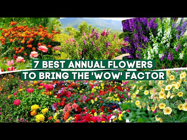 7 Best Annual Flowers and Plants to Bring the 'Wow' Factor 🌻✨🌹 class=