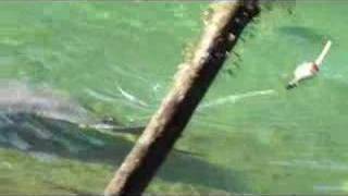 Tagged Manatee