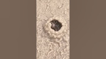 هَٰذَا خَلْقُ اللَّهِ #quran #الشيخ المنشاوي #المنشاوي #تلاوة خاشعة #قران كريم#راحة_نفسية #explore