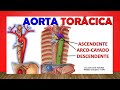 🥇 Anatomía de La AORTA TORÁCICA. (Relaciones, Ramas). Fácil Explicación!