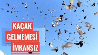 O KADAR ÇOK KUŞ HAVAYA KALDIRDIK Kİ KAÇAK GELMEMESİ İMKANSIZ