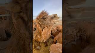 Is the camel too full? Camel Milk Agriculture, Rural Affairs and Rural Affairs