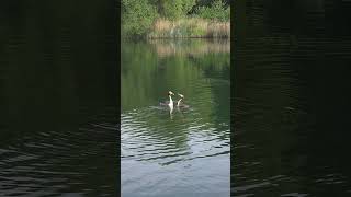 🏆 "Great Crested Grebes courting dance 😍 #Shorts #Wildlife"