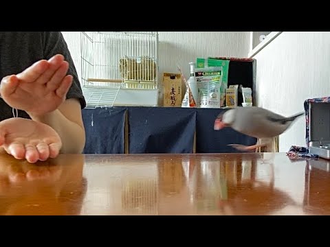 手で挟んであげるよポーズをすると突撃してくる文鳥   java sparrow