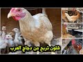 الطريقة الصحيحة للربح من تربية دجاج العرب 