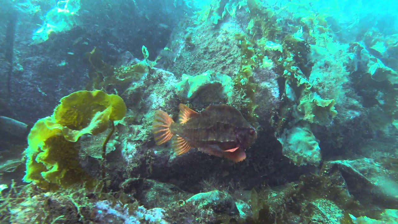 Diving in Norway Sept 2014 YouTube