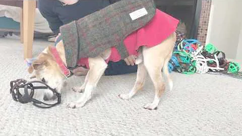 Muzzle Desensitization and Countercondition...  wi...