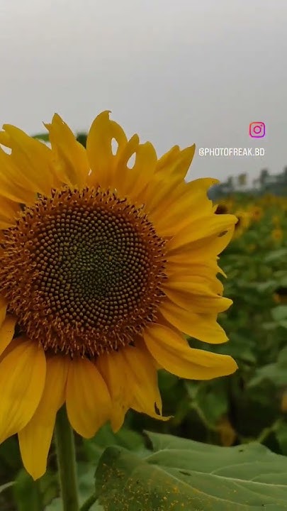can-you-tear-a-flower-photofreak-nature-viral-trendingshorts