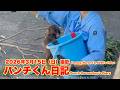 パンチくん日記【2026年3月15日撮影】市川市動植物園 Punch the monkey 【Punch the monkey's video in March 15, 2026】