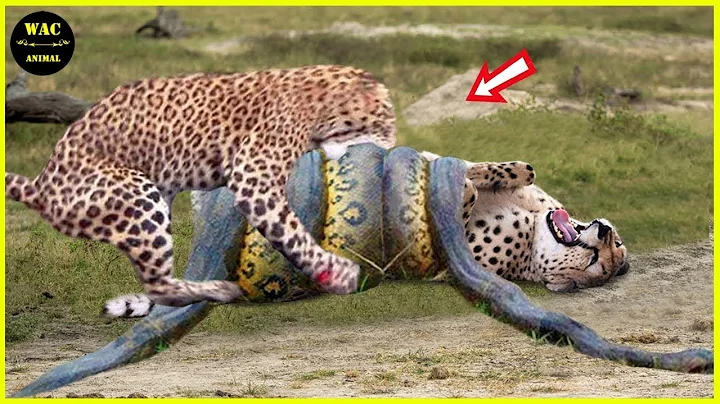 50 Animals That Saved Other Animals - Hero Animals That Saved Human Lives #51 | Best moment of 2025!