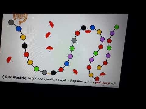 هضم البروتين للسنة الرابعة متوسط