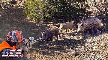 Fierce Hunting Dogs! Jaw-dropping Wild Hog Chases - Most Thrilling Hunt Scenes | Invasive Species