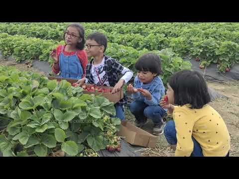 Strawberry Picking USA | #brentwood #california #malayalam #travel #food #vlog