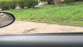 Crow VS Baby Rabbit Profile
