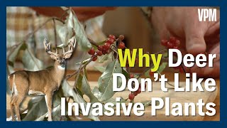 Invasive Plant Spread & Deer Defense by VPM 279 views 11 days ago 6 minutes, 44 seconds