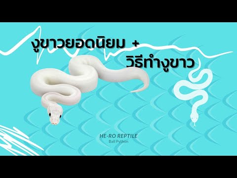 งูขาวยอดนิยม+วิธีทำงูขาว