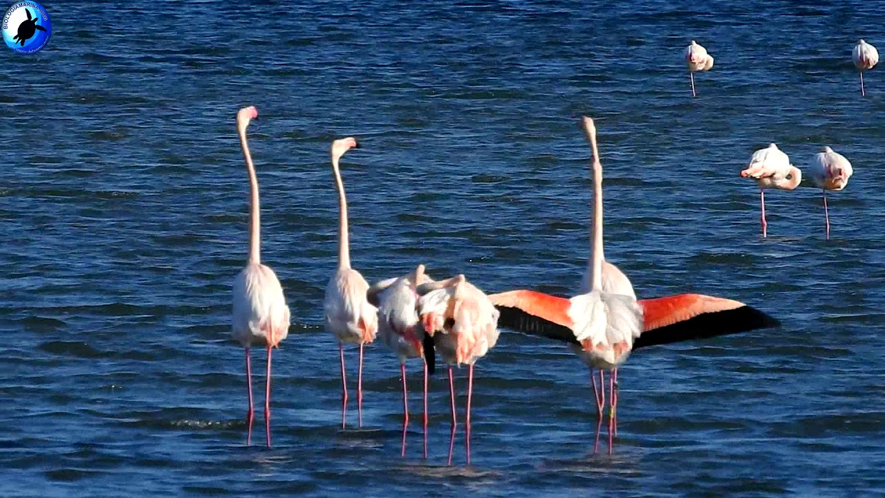 fenicotteri esibizionisti