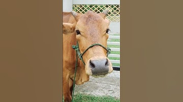 Thumbnail of Cow sound
