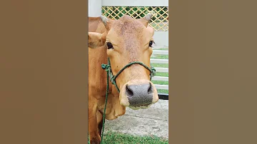 Cow Sound 