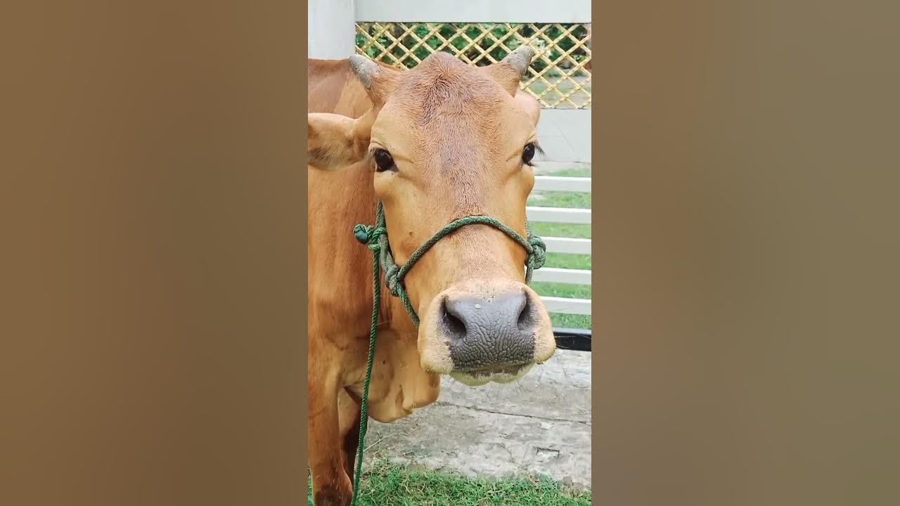 Cow sound