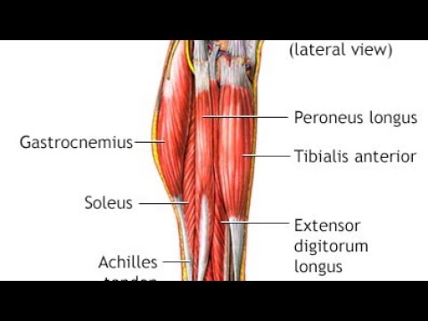 Dolor en tibial anterior